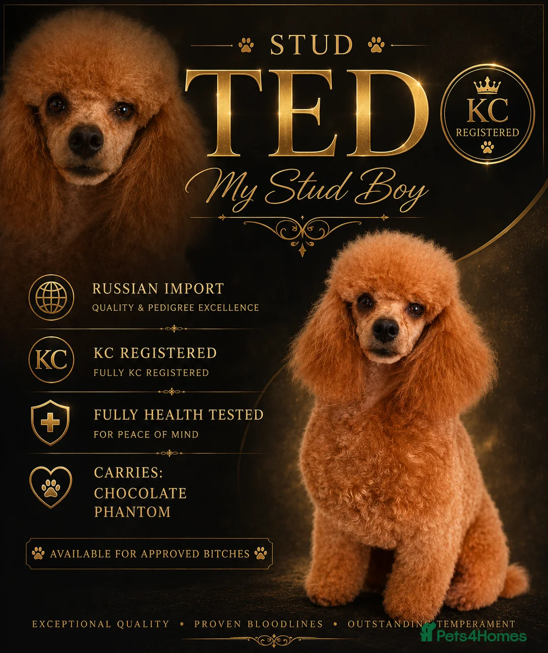 Toy Poodle dogs for stud: stunning phantom toy poodle stud - Advert 2