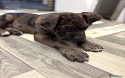 Cane Corso dogs for sale: Merl cane corso puppy - Image 1