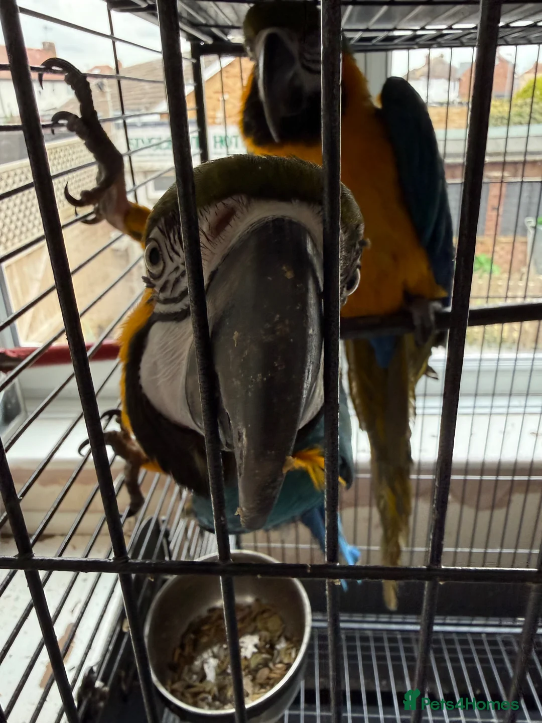 Macaws birds for sale: Bonded Pair Blue and Gold Macaws (male and female) in Skegness - Advert 2