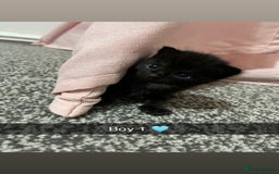 Mixed Breed cats for sale: 2 male kittens  - Image 1