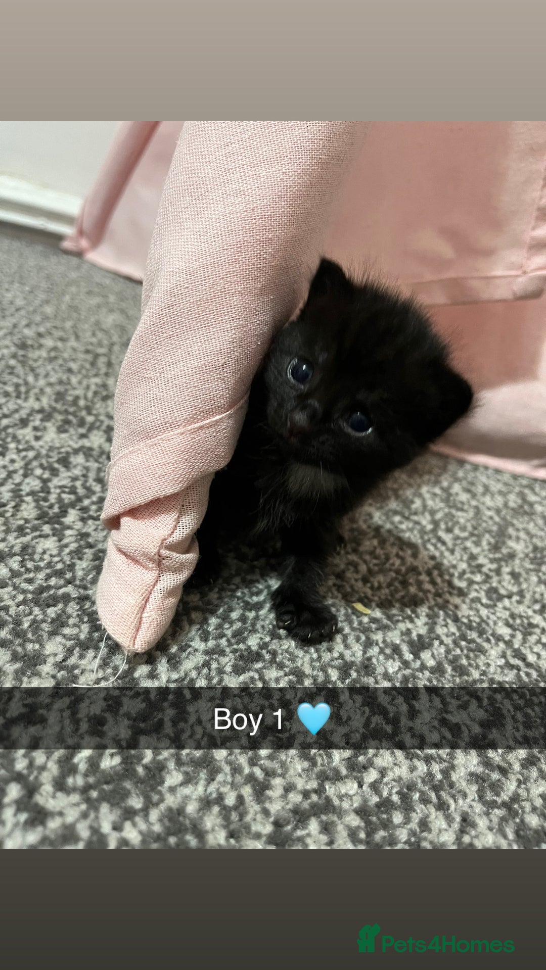 Mixed Breed cats for sale: 2 male kittens  - Image 1