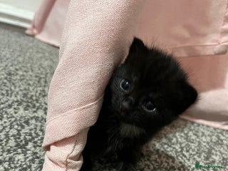 Mixed Breed cats - Advert 26