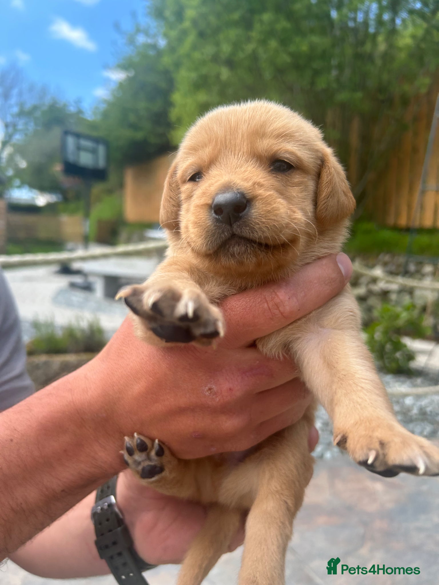 Labrador Retriever dogs Puppies for sale - Advert 11