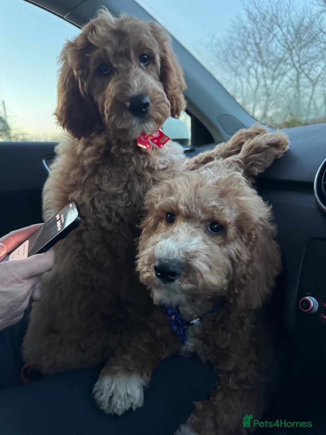 Australian Labradoodle dogs for sale: Australian Labradoodle Puppies  - Advert 9