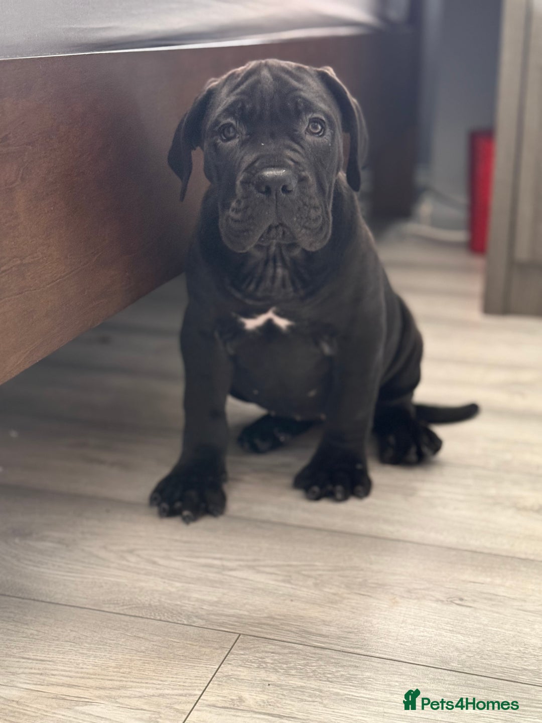 Cane Corso dogs for sale: Imp Champion Bloodline Pure Breed Cane Corso pups  - Advert 3
