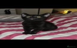 Mixed Breed cats for sale: Beautiful playing kittens  - Image 1