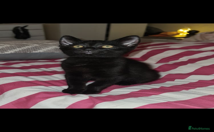 Mixed Breed cats - Advert 14