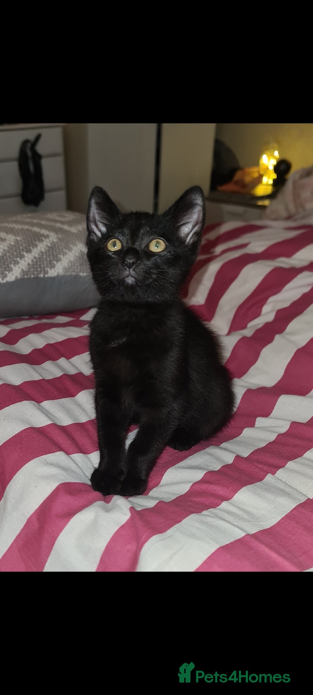Mixed Breed cats for sale: Beautiful playing kittens  - Image 1