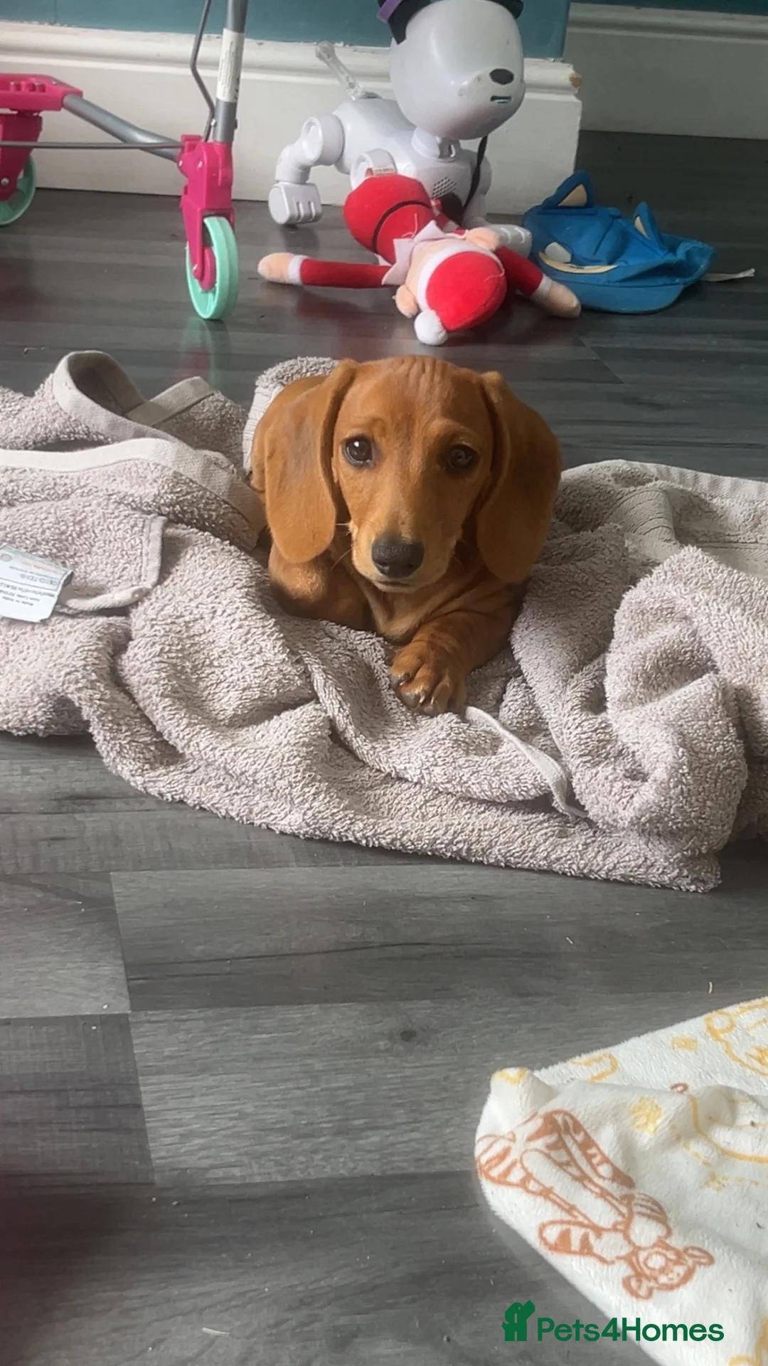 Miniature Dachshund dogs for sale: Miniature Daschund Boy - Advert 2
