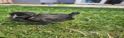 Chickens poultry for sale: Ayam Cemani Chicks  in Nuneaton - Advert 4