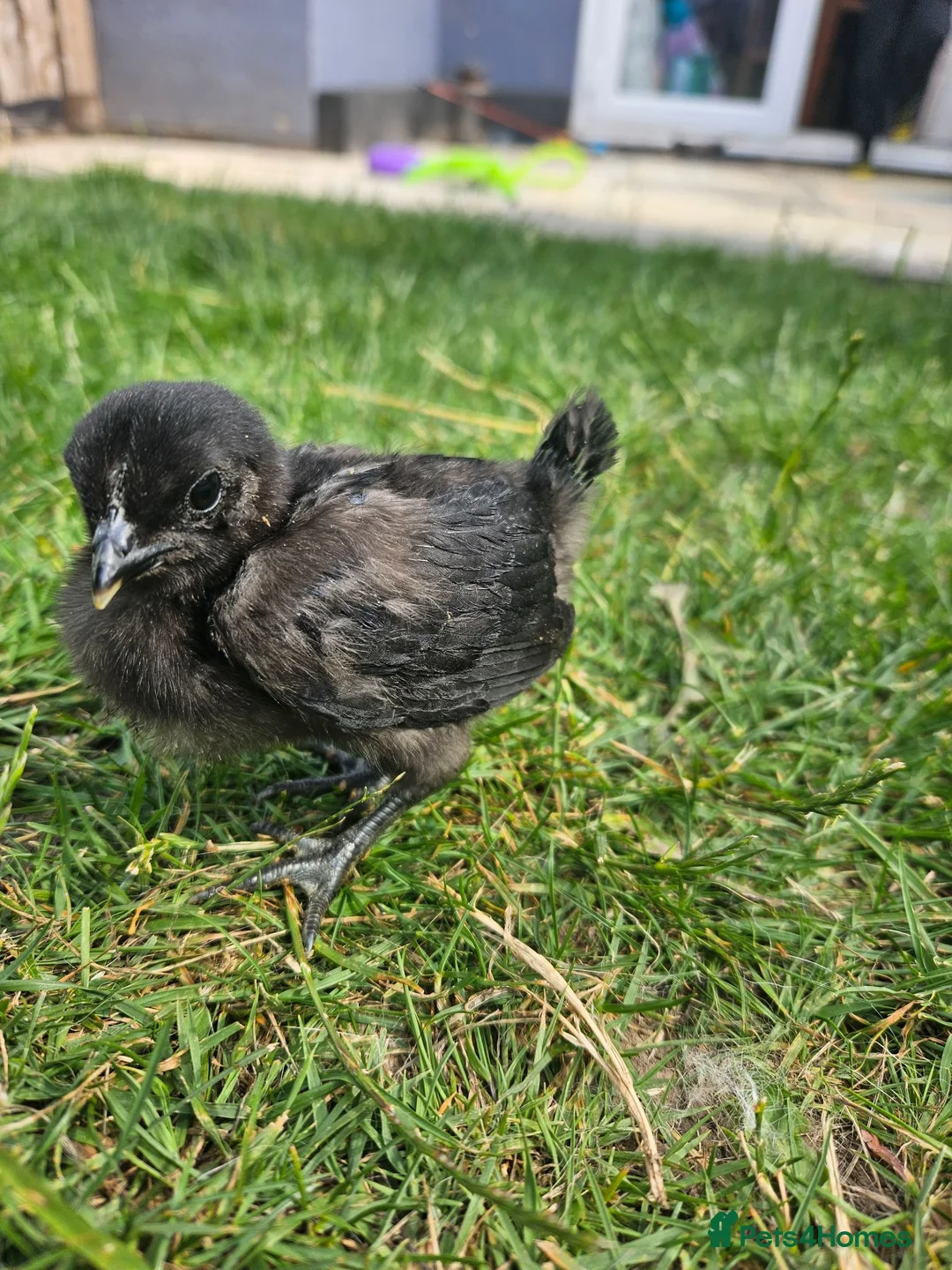 Chickens poultry for sale: Ayam Cemani Chicks  in Nuneaton - Advert 4