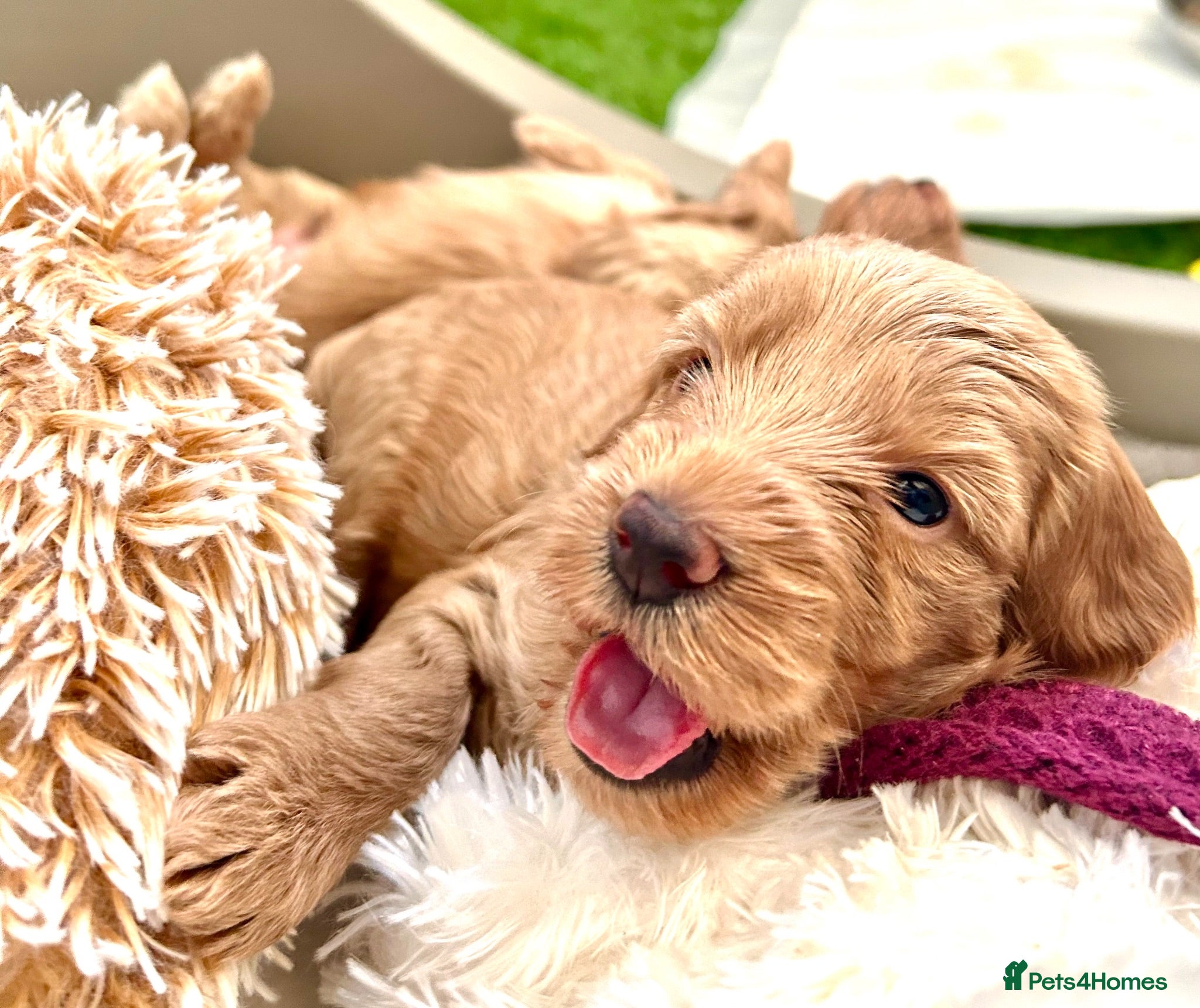 Labradoodle dogs Gorgeous 🌸🌸 F1BB Miniature Labradoodle Puppies - Advert 2