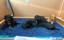 Cavapoo dogs for sale: Beautiful Cavapoos - Image 6