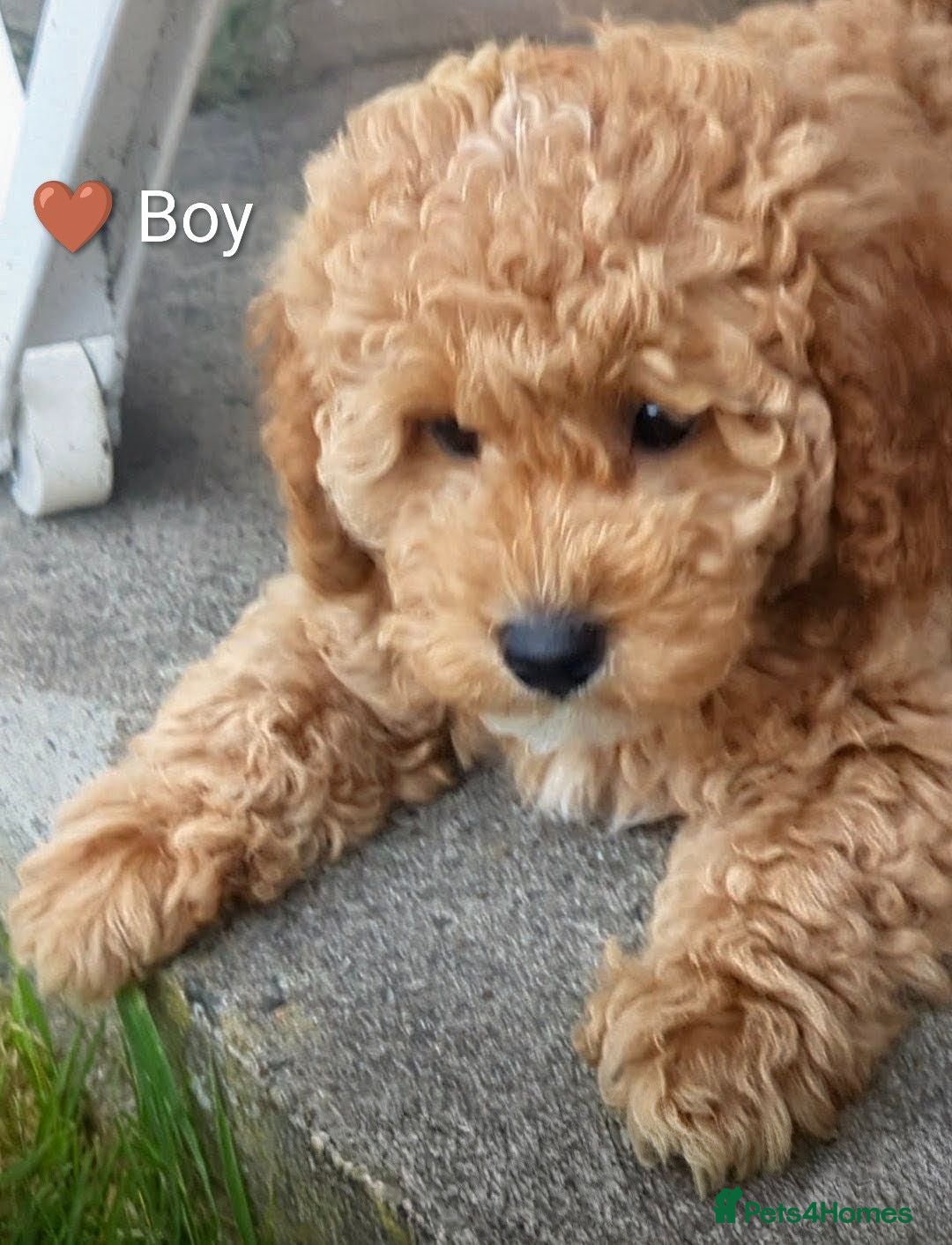Cavapoo dogs Toy/Small Cavapoo Puppies – Ready 🐾 4💙 2🩷 - Advert 4