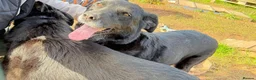 Mixed Breed dogs for adoption: Meet Azra and Vucko,currently residing in Cheshire in Nantwich - Advert 11