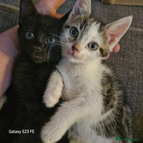 Mixed Breed cats - Advert 10