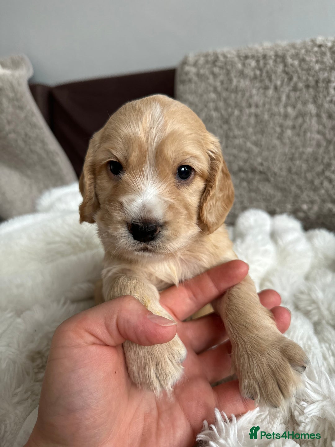 Cocker Spaniel dogs for sale: KC Registered working Cocker Spaniel Puppies  - Image 15