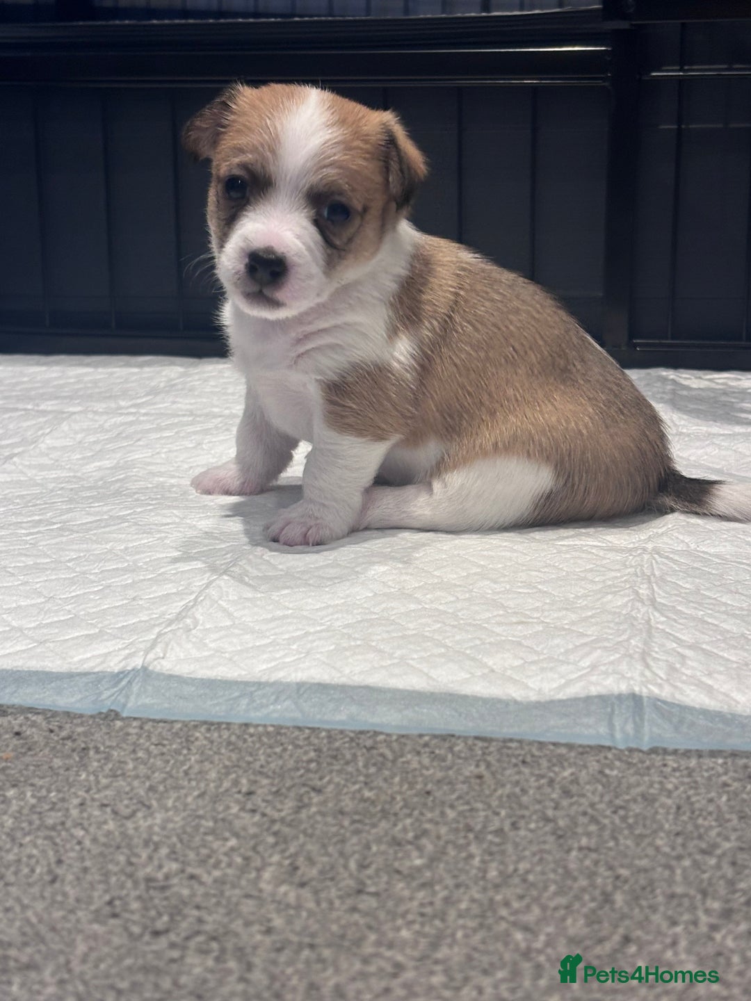Mixed Breed dogs for sale: 3/4 Jack 1/4 Maltese male puppy available  - Advert 8