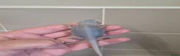 Bearded Dragon reptiles for sale: Baby bearded dragons  - Advert 13