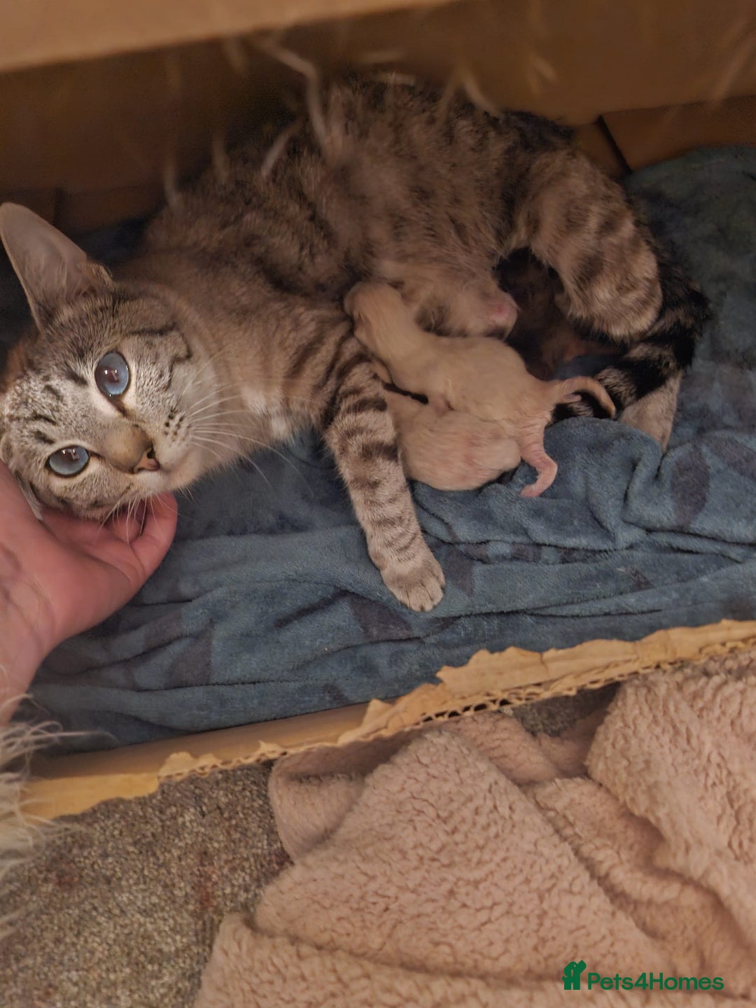 Snowshoe cats for sale: Pedigree Tica reg seal point snowshoe boy  - Advert 3