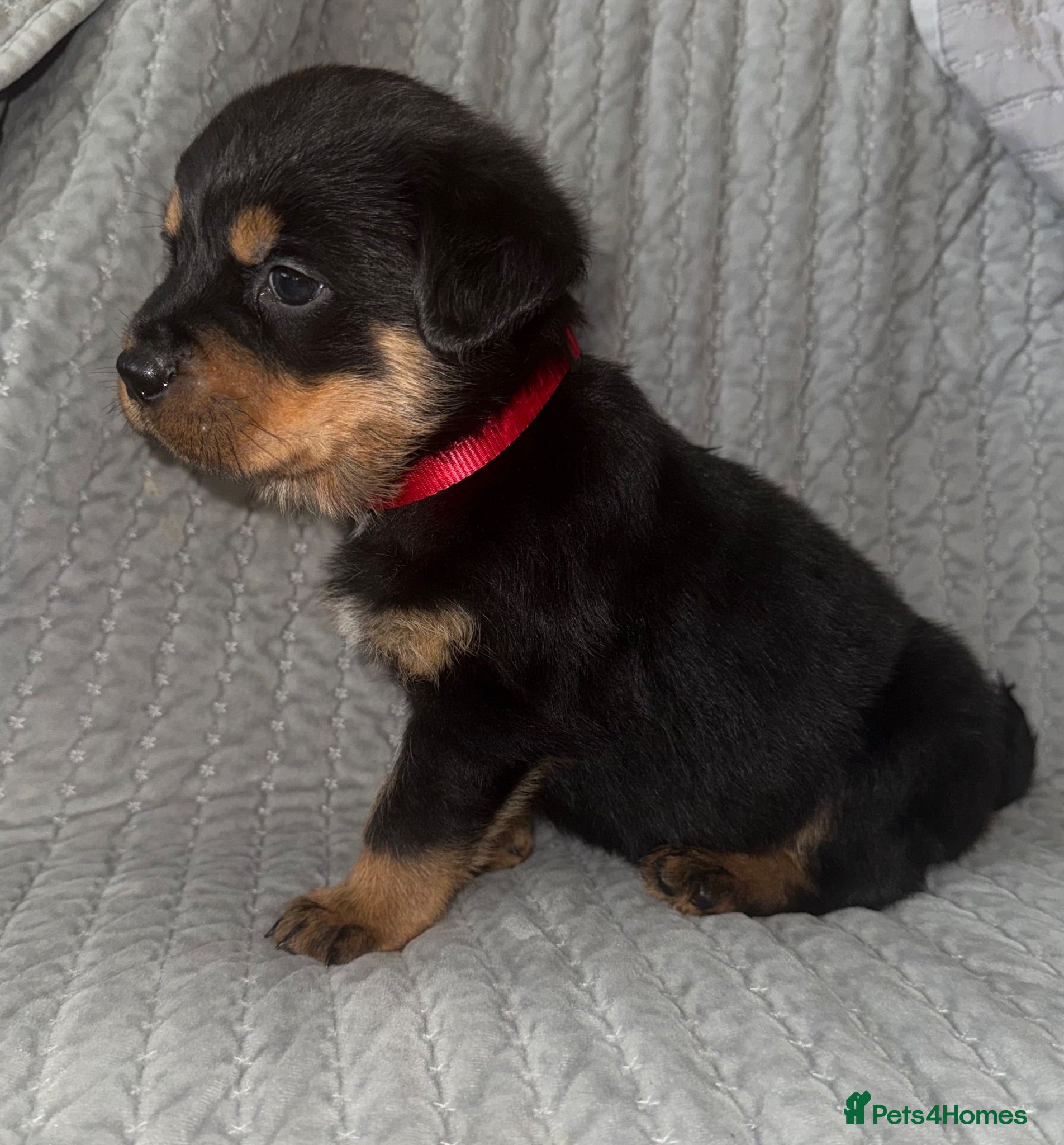 Rottweiler dogs *LAST BOY*✨✨Beautiful Chunky Rottweiler Puppies✨✨ - Advert 2