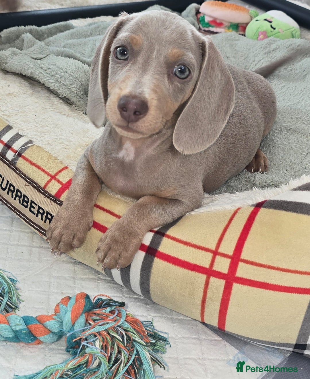 Miniature Dachshund dogs for sale: Top quality Mini short-haired dashhound, Isabella - Image 5