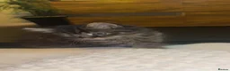 Mixed Breed cats for sale: 4 female kittens  in Lincoln - Advert 4