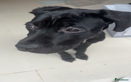 Cane Corso dogs for sale: 8 month old cane corso  - Image 4