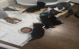 British Shorthair cats for sale: Gabriel Vasile  - Image 11