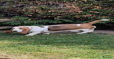 Basset Hound dogs - Advert 15