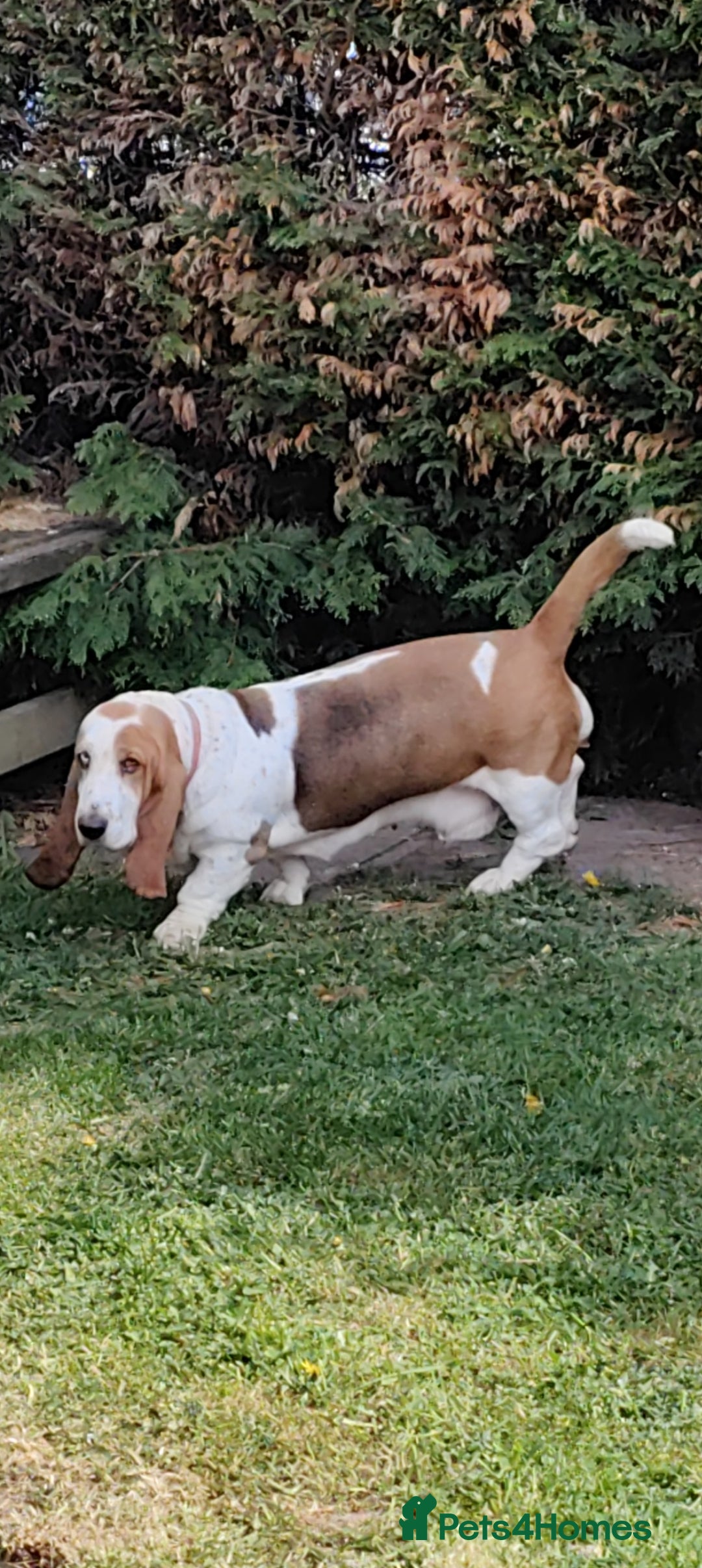 Basset Hound dogs for sale: 🐾 Two Beautiful Female Basset Hounds🐾 - Image 2