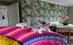 Devon Rex cats for sale: 🐾 Beautiful Devon Rex Kittens💕 - Image 11