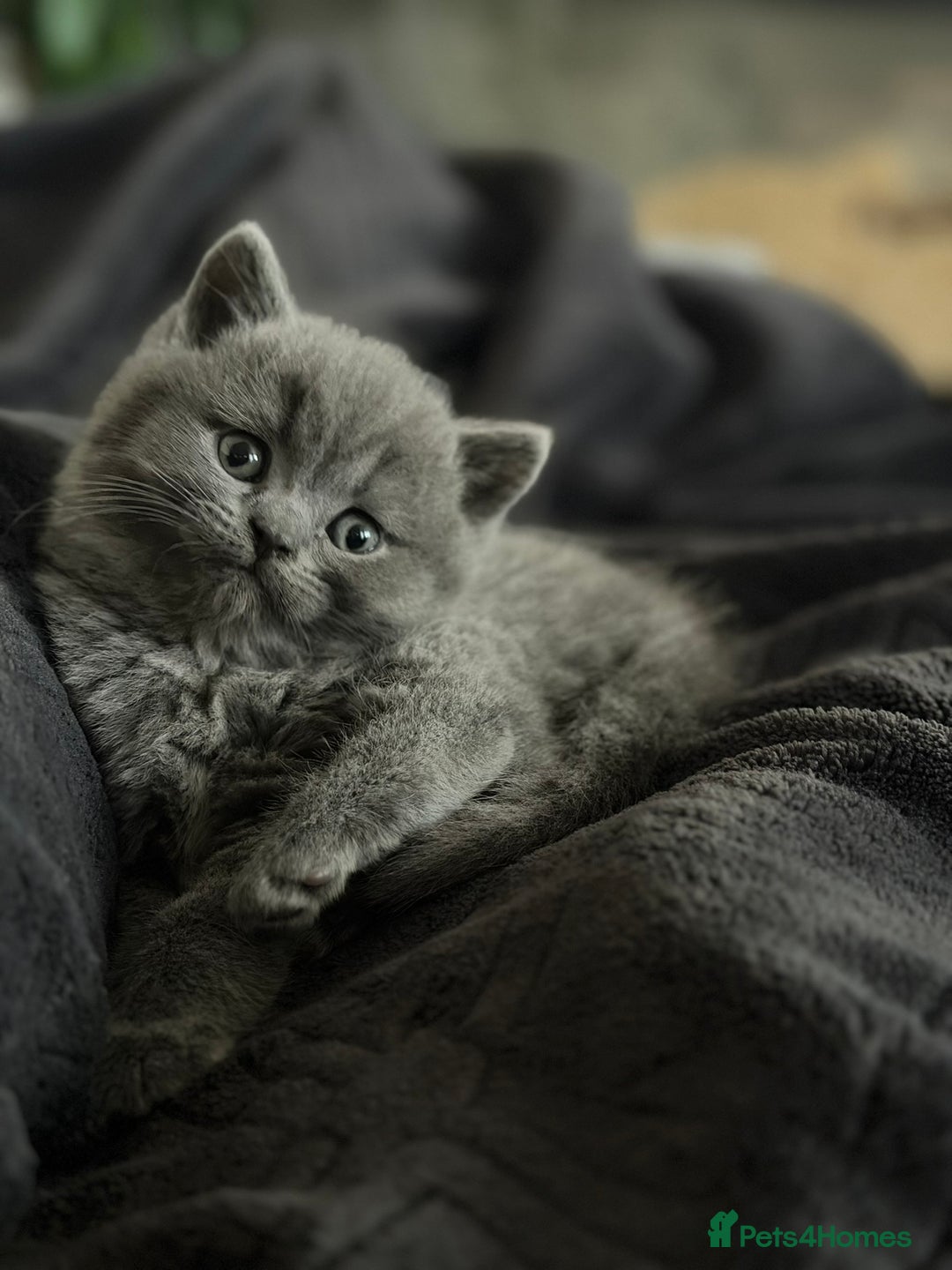 British Shorthair cats for sale: 🐾 British Shorthair × Scottish Straight Kittens - Advert 16