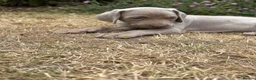 Weimaraner dogs for sale: 🐶KC Registered Weimaraner Puppies 🐶 - Advert 2