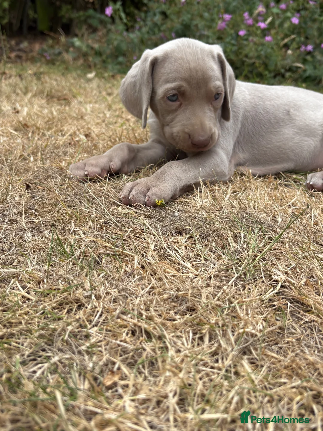 Weimaraner dogs for sale: 🐶KC Registered Weimaraner Puppies 🐶 - Advert 2