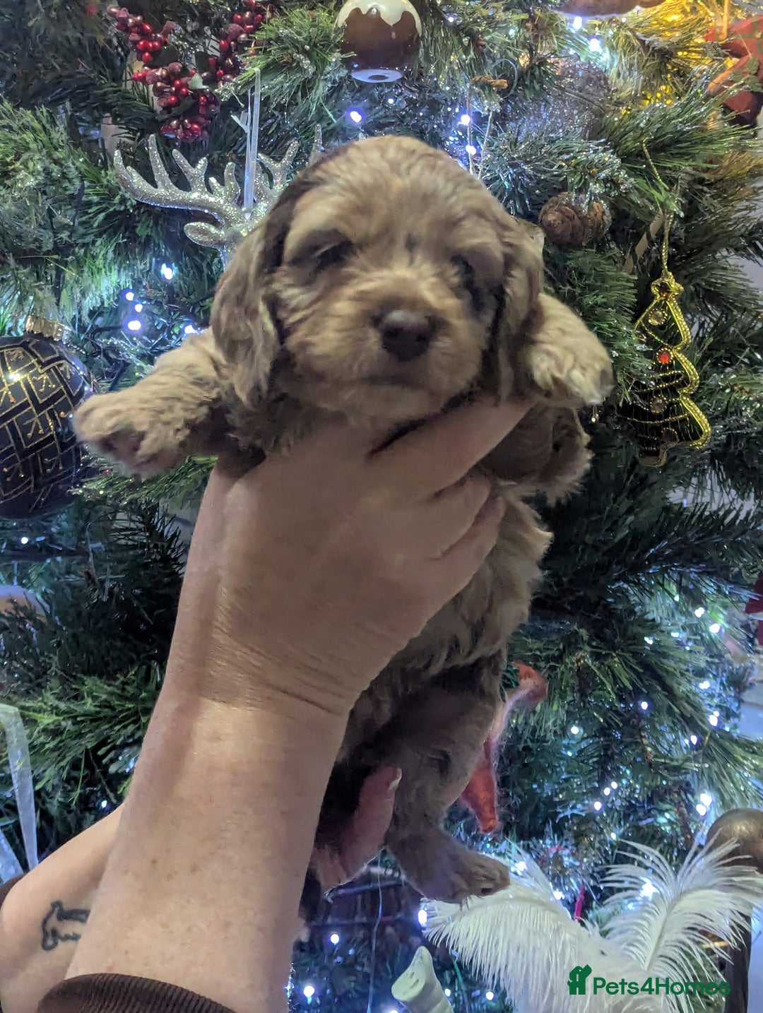Cockapoo dogs for sale: Stunning F1 cockapoos pups. - Advert 3