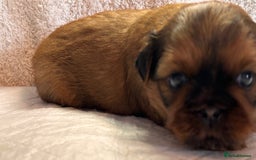 Shih Tzu dogs for sale: ♥️ Adorable Shih Tzu Puppies FoR sALe ♥️ - Image 16