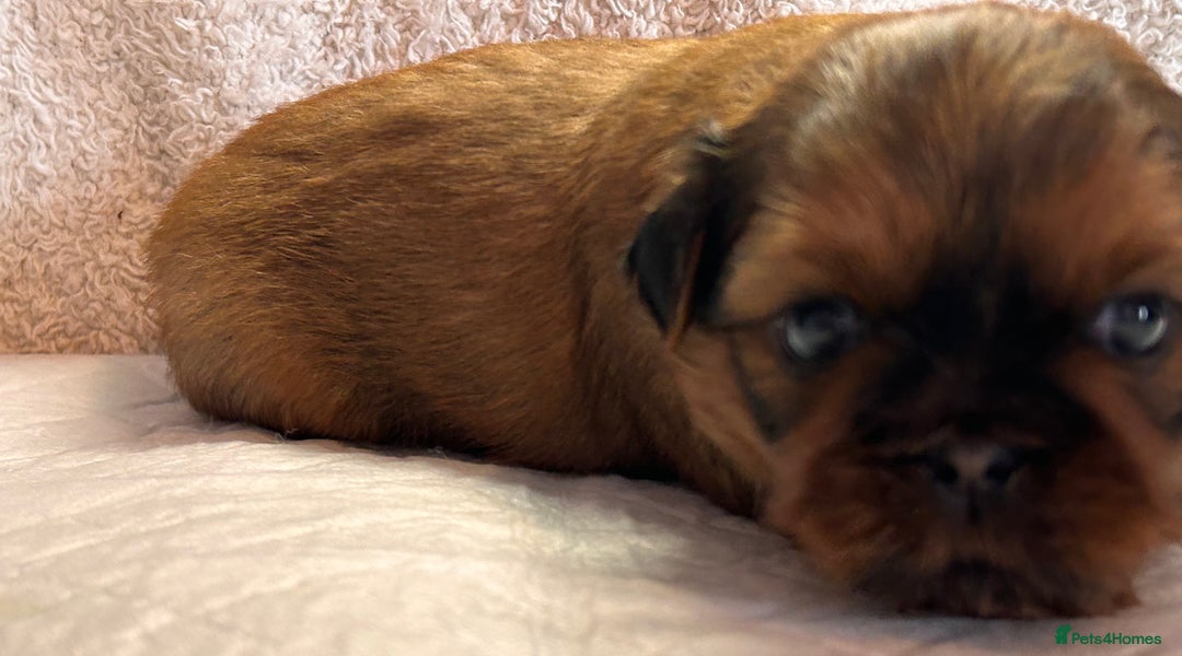 Shih Tzu dogs for sale: ♥️ Adorable Shih Tzu Puppies FoR sALe ♥️ - Image 16