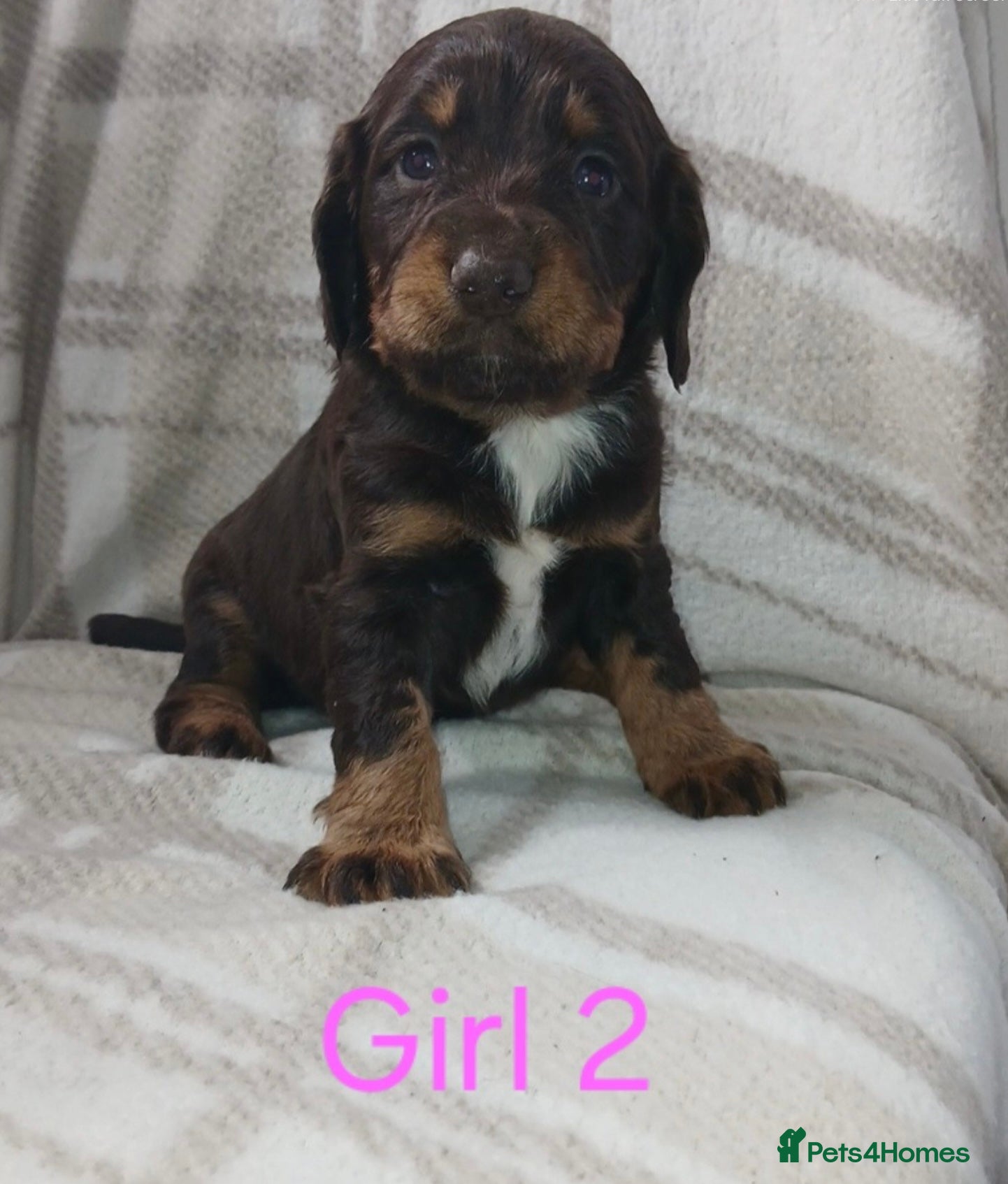 Sprocker dogs Adorable sprocker puppies - Advert 7