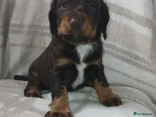 Sprocker dogs Adorable sprocker puppies - Advert 7