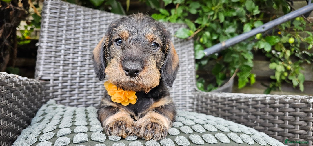 Dachshund Rehoming Rescue Wire Haired Dachshund For Sale Wiener