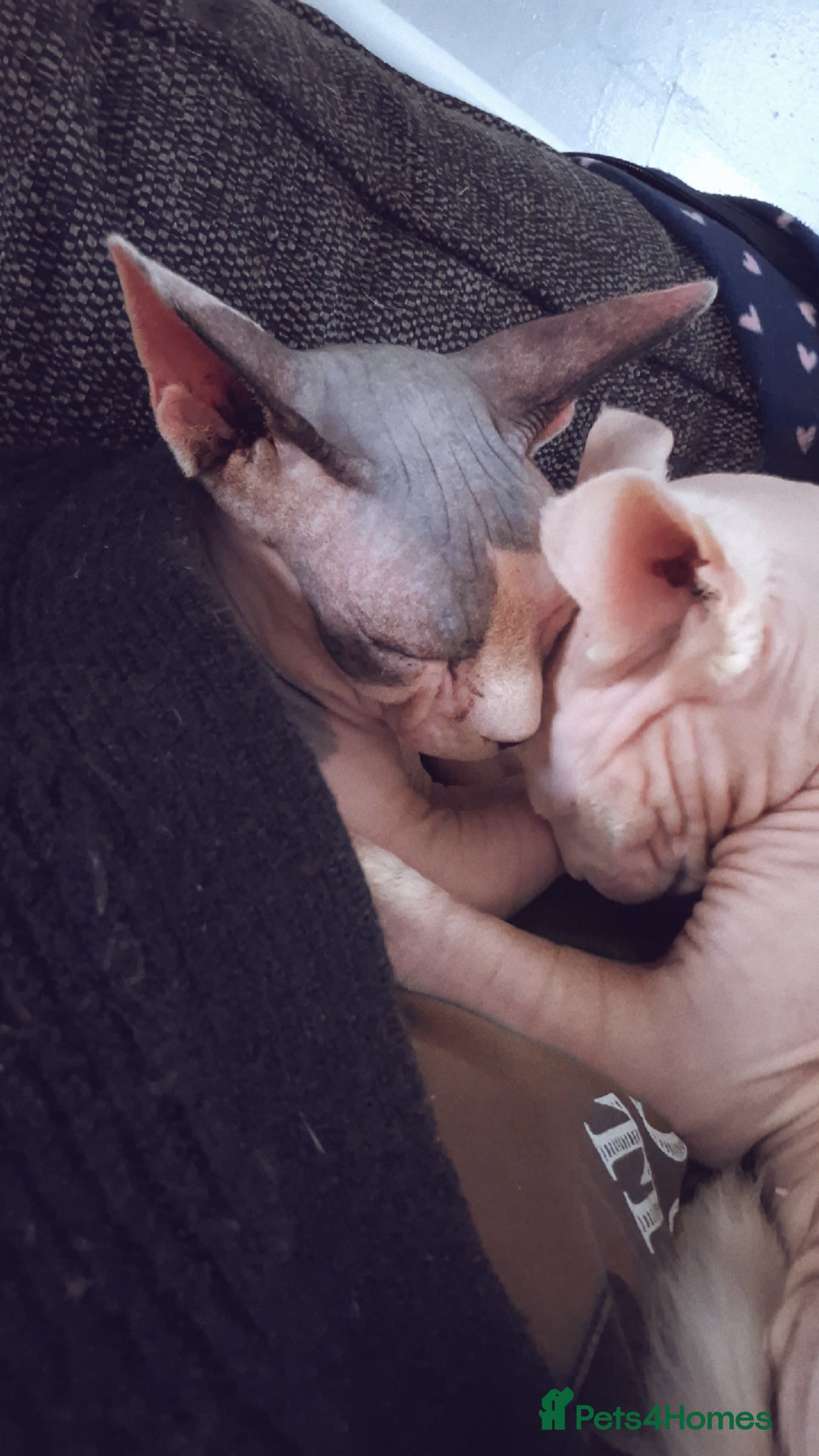 Sphynx cats Two beautiful sphynx needing a new home  - Advert 3