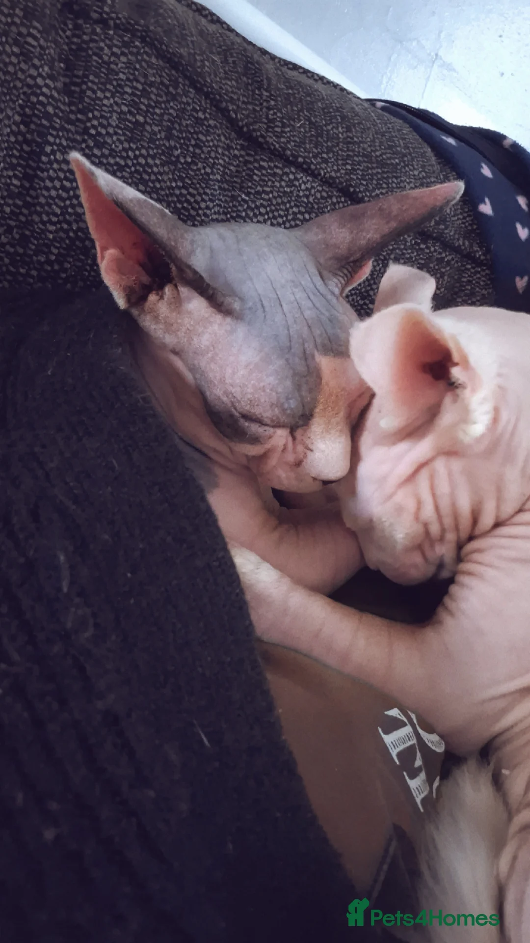 Sphynx cats for sale: Two beautiful sphynx needing a new home  - Advert 1