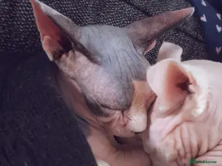 Sphynx cats Two beautiful sphynx needing a new home - Advert 2