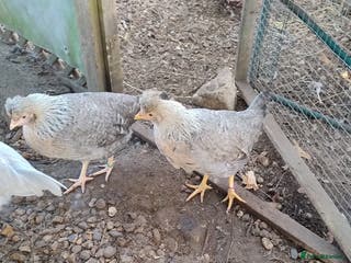 Chickens poultry Cream Legbar Hens Pol will Lay Blue Eggs - Advert 5