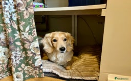 Dachshund dogs for sale: Lovely Family Dog - Tarquin Tweeny Dachshund  - Image 3