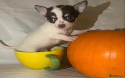 Chihuahua dogs for sale: Very tiny t cup boy ready for forever home  - Image 13