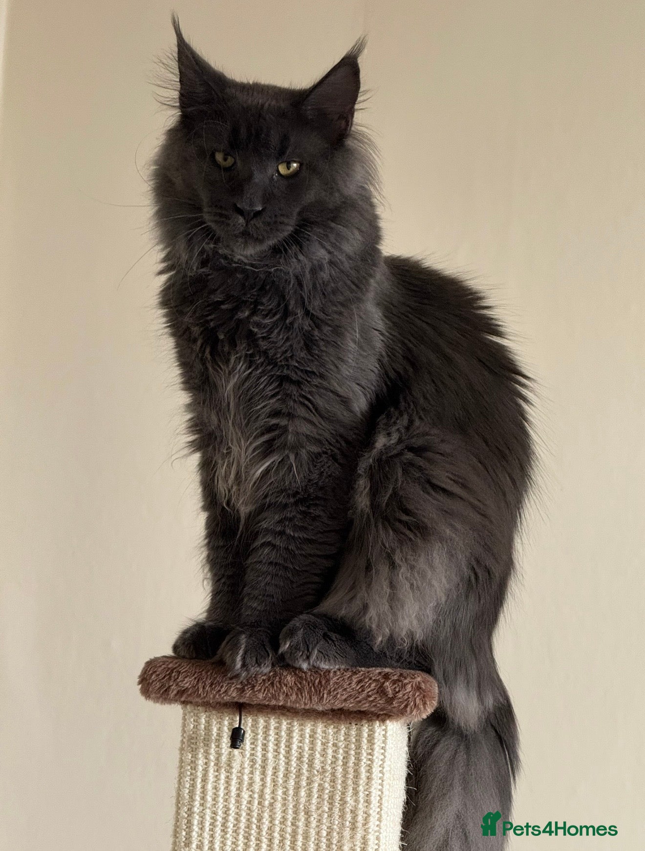 Maine Coon cats Maine Coon Cat - Advert 3