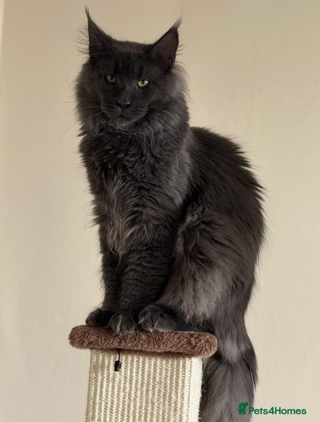 Maine Coon cats for sale: Maine Coon Cat - Advert 1