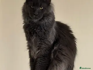 Maine Coon cats Maine Coon Cat - Advert 1